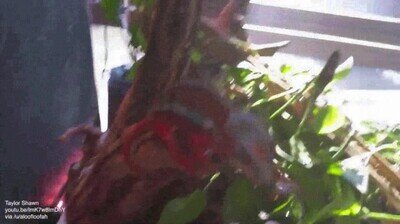 Enlace a Un camaleón que echa de menos a su dueño