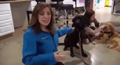 Enlace a A los perros también les pasa