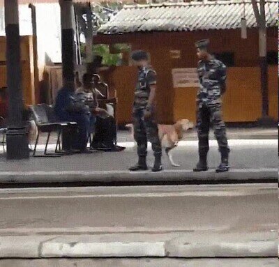 perro,saltos,alegría