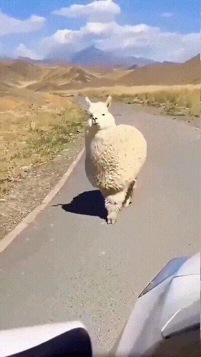 Enlace a Oye alpaca, ¿has visto a Paco?