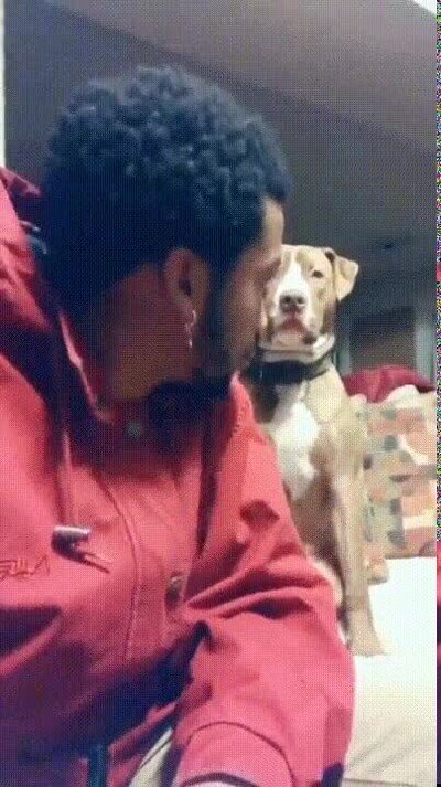 Enlace a Dale un beso a tu perro y graba la reacción
