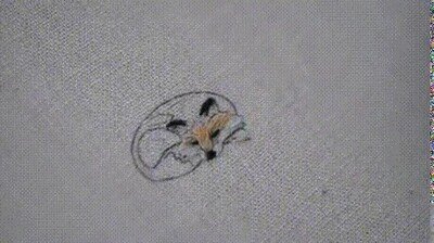 Enlace a Hipnotizante ver bordar este zorrito