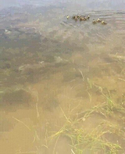 Enlace a Mamá pato con 10 patitos adopta 9 patitos abandonados cuando los ve