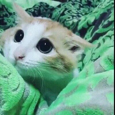 Enlace a Lo más adorable que verás en todo el día