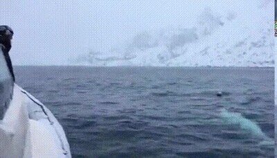 Enlace a Ballenas que se comportan como perros