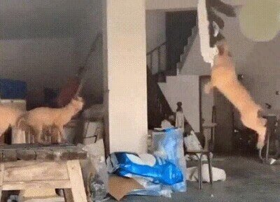 cazar,perros,colgar
