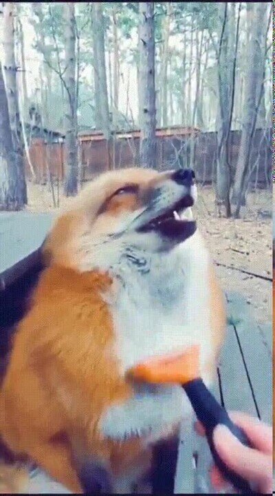 Enlace a Firefox se ha colgado y necesita un poco de cariño