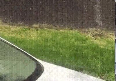 Enlace a Gato sobrevive a una caída de 5 pisos, muy loco