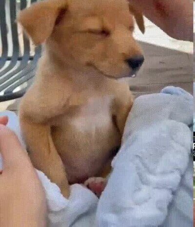 perro,adorable,mimos