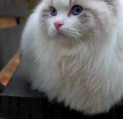 gato,adorable,cara