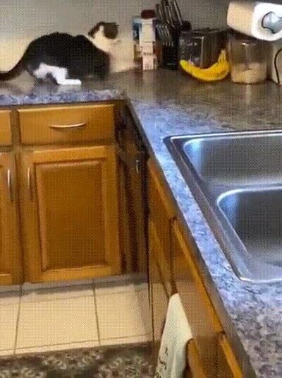 Enlace a La eterna batalla entre gatos y bananas 