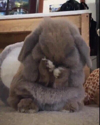 Enlace a Lo más adorable que verás hoy