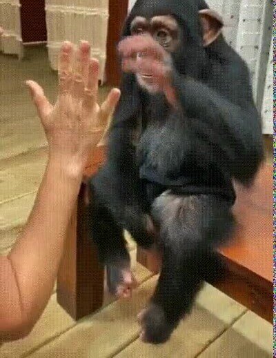 chimpance,cariñoso,mimos