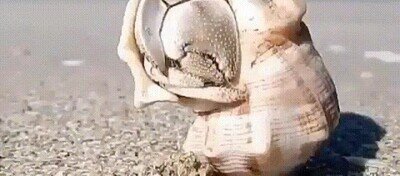 Enlace a Toc toc, ¿hay alguien?