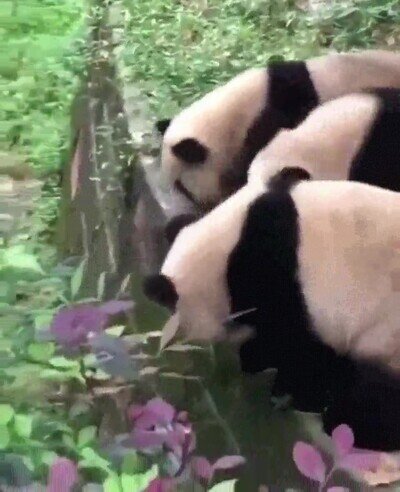 mafia,pandas,poder