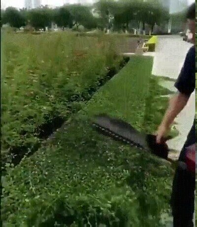 Enlace a Me pasaría el día viéndolo