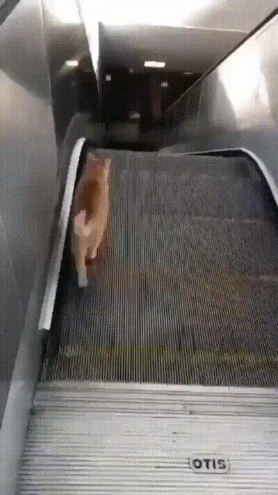 Enlace a Lleva toda la mañana intentando bajar