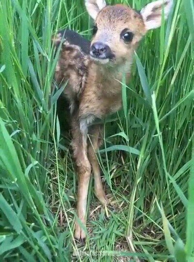 adorable,bambi,hierba