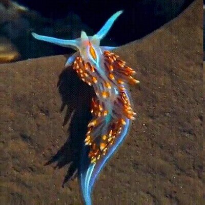 Enlace a Parece una dibujo de Pixar