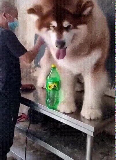 Enlace a El perro más grande del mundo