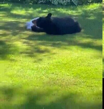 cama,sabanas,limpias