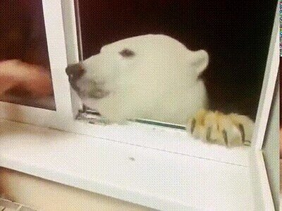 Enlace a En Rusia los osos son como perros