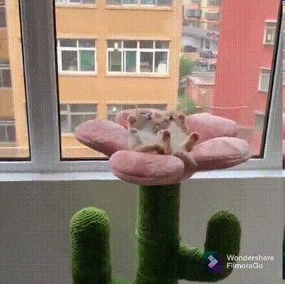 Enlace a Lo más adorable que verás en todo el día