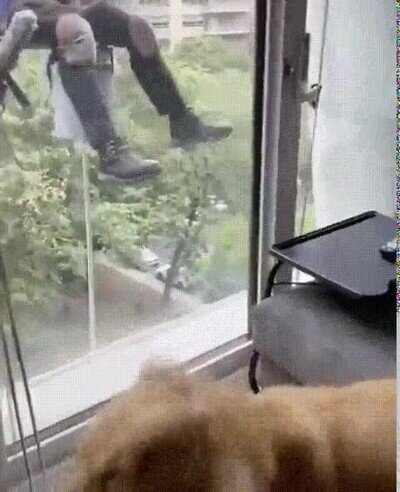 Enlace a Mi perro tiene un nuevo mejor amigo