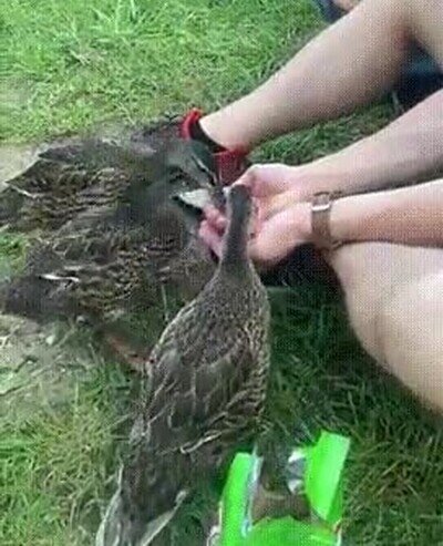 Enlace a Truco para hacer amigos en el parque