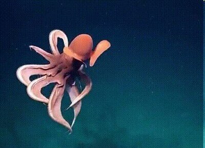 Enlace a Un pulpo que se transforma en una pelota