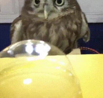 Enlace a Probándose sus sombreros favoritos