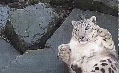 Enlace a No se esperaba ser pillado en la cámara