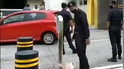 Enlace a La tentación de dar mimos era demasiado fuerte