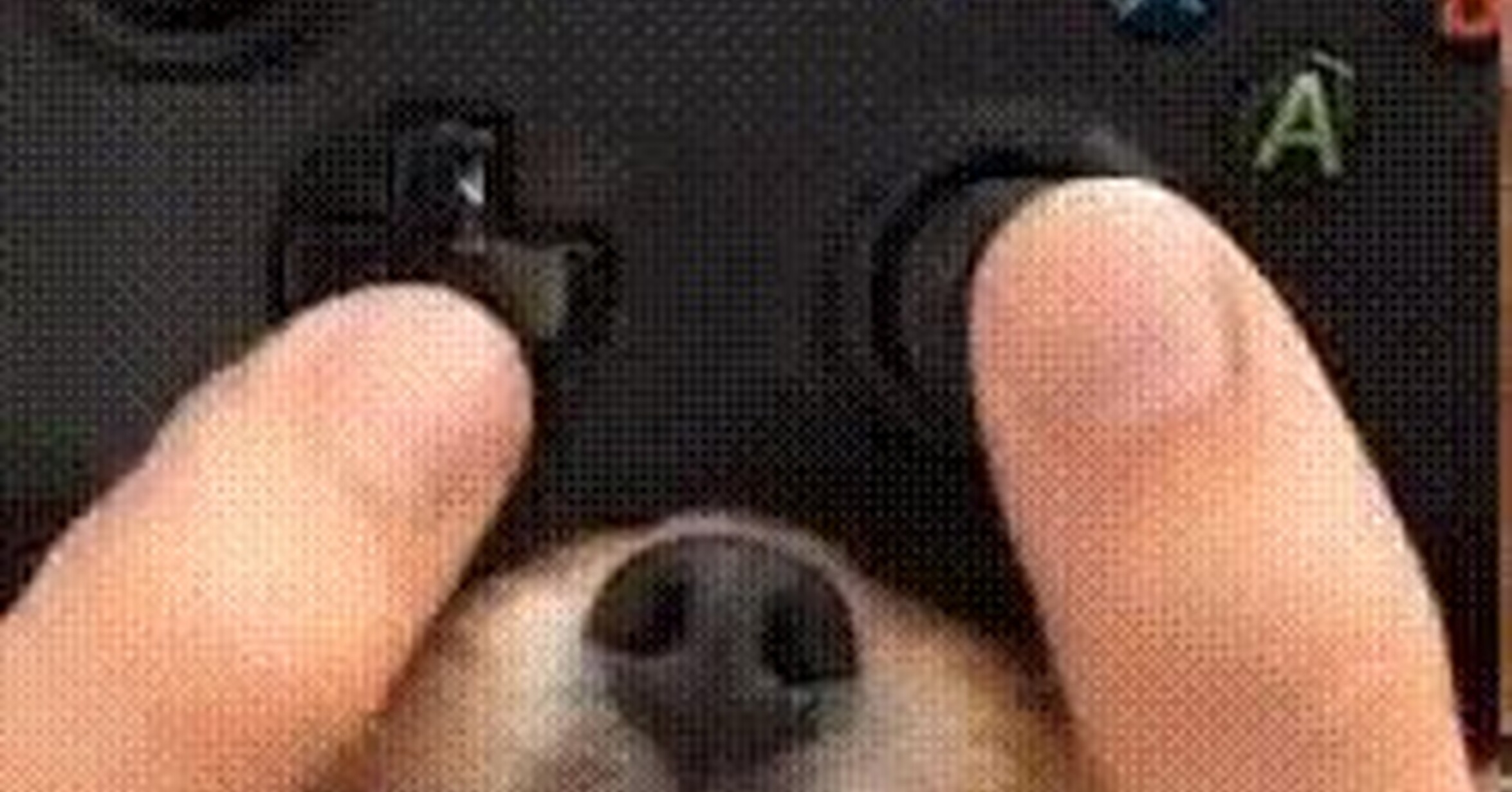¡Vaya GIF! / Un mando que tiene un tercer stick