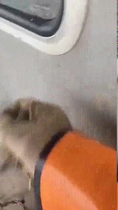 Enlace a Salvando la vida de un pequeño pájaro