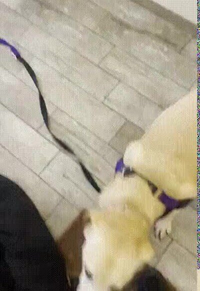 Enlace a Creo que alguien está contento de salir a la calle