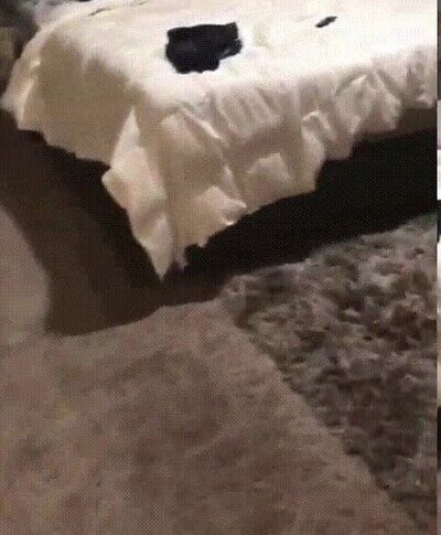 Enlace a Momentos de tremenda felicidad en casa