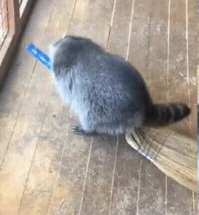 Enlace a Animales imitando a Harry potter