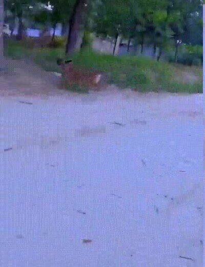 Enlace a Lo que hace este perro no tiene ningún sentido