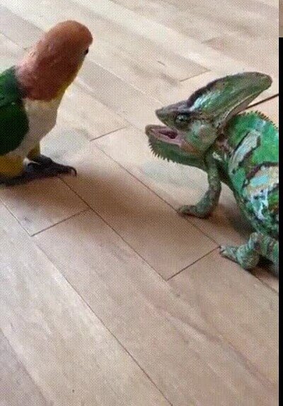 Enlace a Dos descendientes de los dinosaurios cara a cara