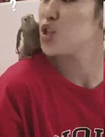 Enlace a Los pájaros siguen el ritmo mejor que muchas personas