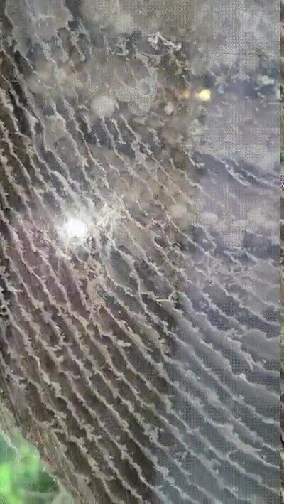 Enlace a Así se ve un nido desde dentro