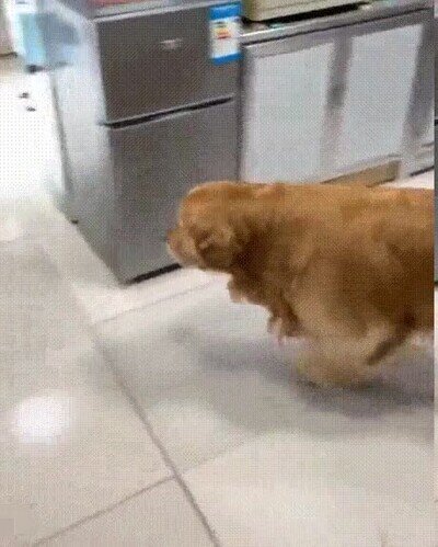 Enlace a No le gusta que el gato sea el centro de atención