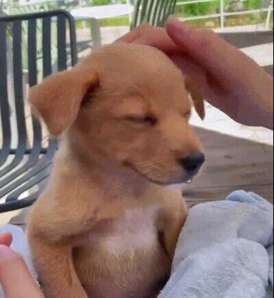 Enlace a El perrito más adorable que verás hoy