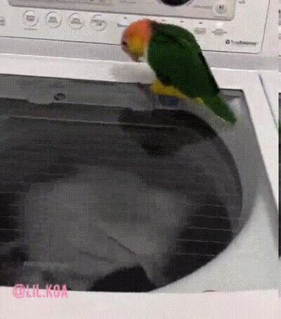 mirar,giro,ropa,lavadora