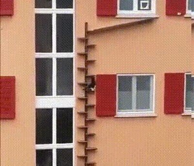 Enlace a Una escalera para ayudar que el gato vuelva a casa