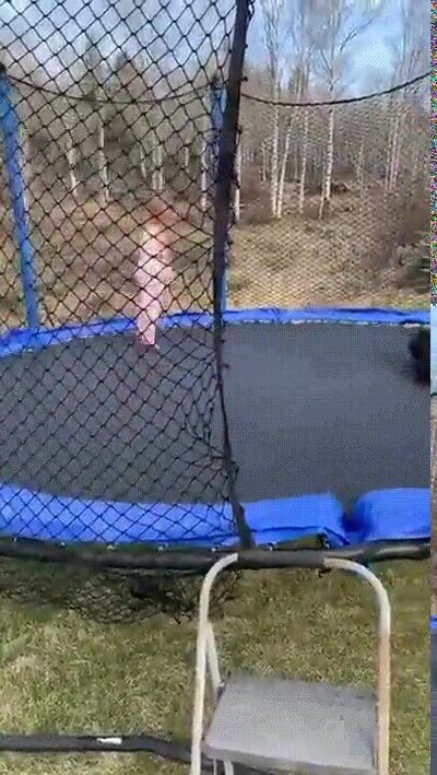 Enlace a Un perro que se pone muy contento en un trampolín