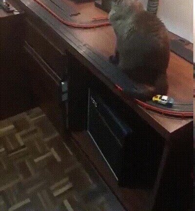 peaje,cola,gato
