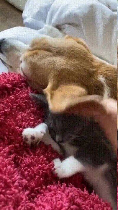 usar,oreja,perro,manta