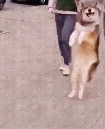 perro,aprender,andar,dos patas